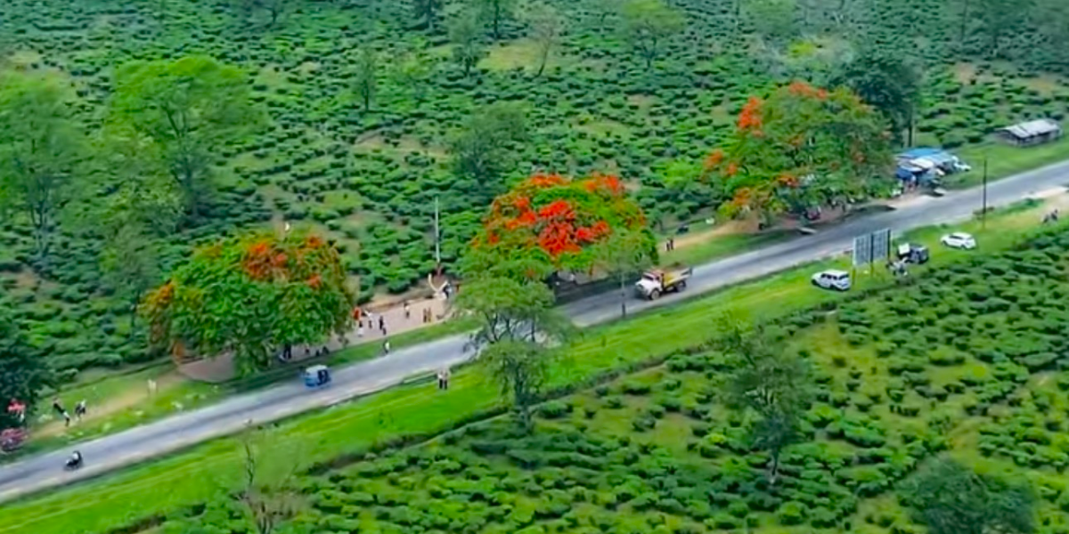 गुलमोहरको रातो रङले सजियो बर्ने, पर्यटकको घुइँचो