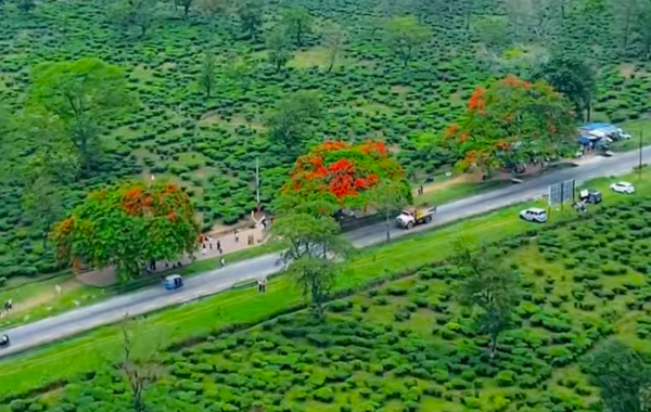 गुलमोहरको रातो रङले सजियो बर्ने, पर्यटकको घुइँचो