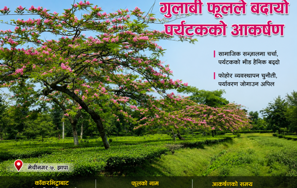 गुलाबी फूलले ढाकिएको सतिघट्टा : सामाजिक सञ्जालबाट चर्चामा आएको झापाको नयाँ पर्यटकीय गन्तव्य